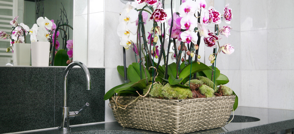 bienen blumenkasten Balkonkasten Set Bunte Bienenweide  Green Me Up