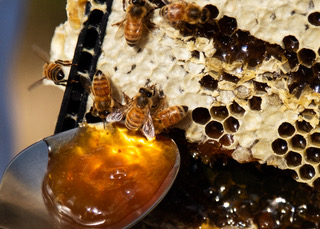 Manuka Kontor GmbH – Bild 8